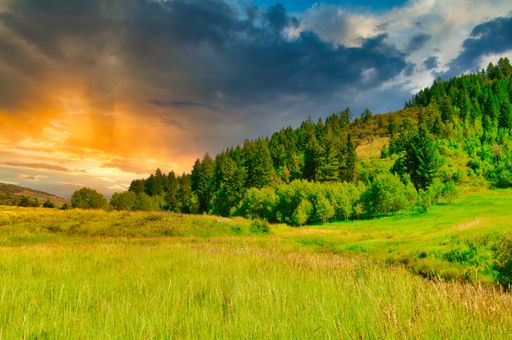 A mesmerizing shot of a beautiful dense forest at colorful sunset