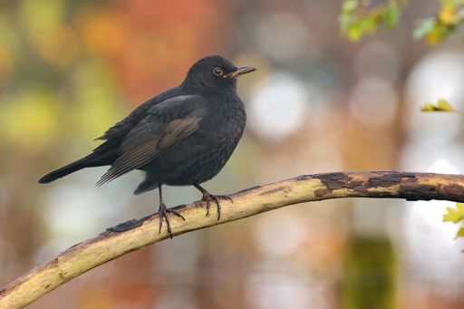 A closeup of a beautiful Common blackbird on a branch with blurred background
