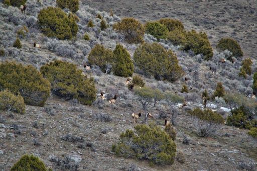 A mesmerizing shot of brown goats grazing in the meadow