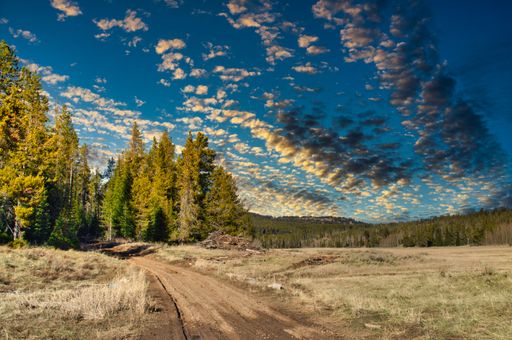 A mesmerizing shot of a beautiful dense forest under a cloudy sky