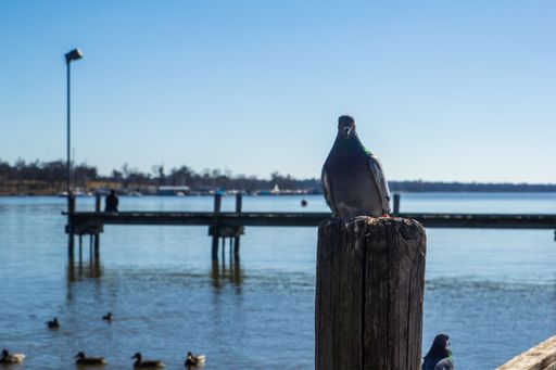 A closeup of a pigeon sitting on a wooden log near a tranquil lake against a blue sky