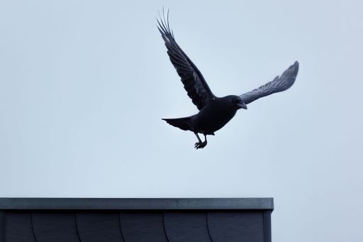 A black crow soars through a cloudy sky near a building roof, its wings spread widely