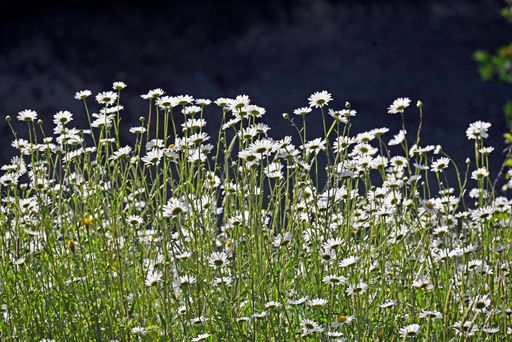 An idyllic pastoral scene featuring a wide variety of wildflowers including daisies, growing in a lush and vibrant rural field