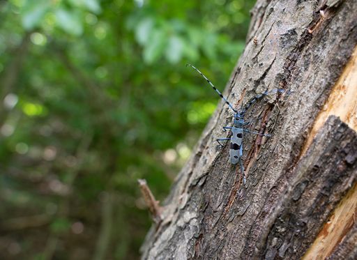 A selective focus shot of a rosalia longicorn bug on the side of a tree