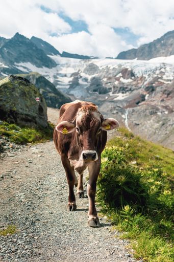 A vertical shot of a cow walking on a trail in the mountains