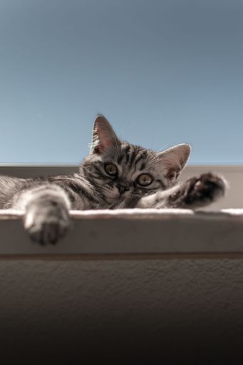 A low angle shot of a tabby cat looking down, against a blue sky on a sunny day