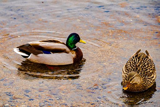 A beautiful shot of a male and female mallard swimming in the water