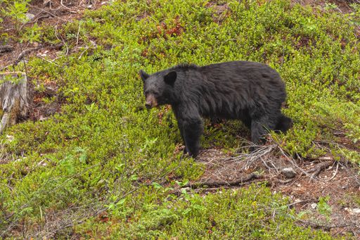 An aerial shot of a huge angry American black bear surrounded by green grass in summer