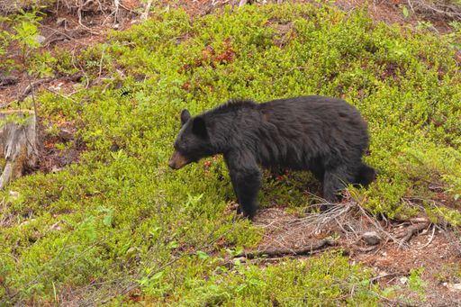 An aerial shot of a huge angry American black bear surrounded by green grass in summer