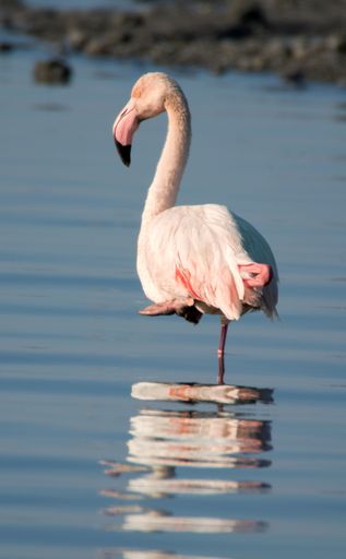 A vertical shot of a pink flamingo wading in a shallow pond