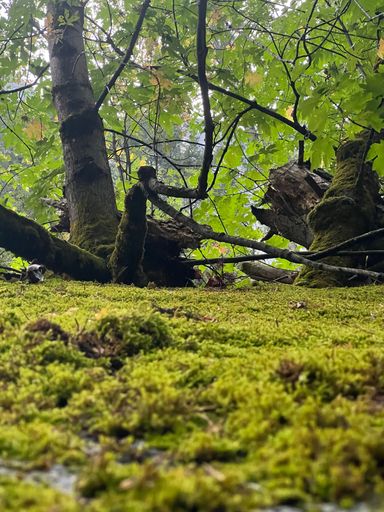 A vertical shot of ground covered with green moss against trees in a forest