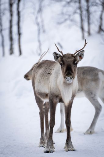 A vertical closeup of a beautiful baby Moose standing in a snowy forest