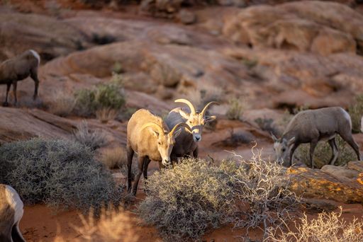 A selective focus shot of the bighorn sheep in the Valley of Fire State Park in Nevada, United States