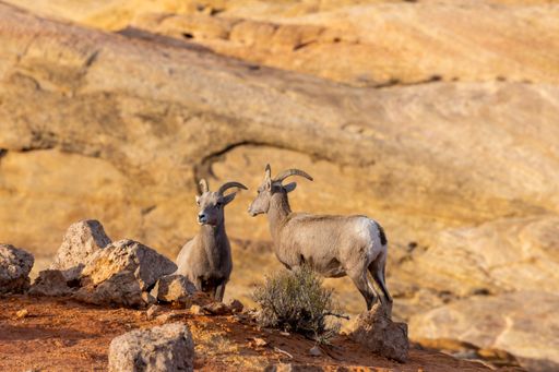 A selective focus shot of the bighorn sheep in the Valley of Fire State Park in Nevada, United States