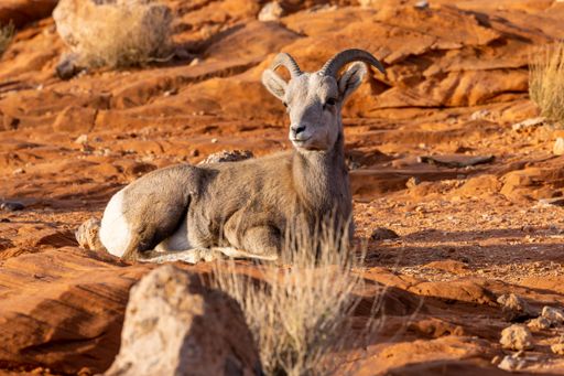A closeup shot of a bighorn sheep in the Valley of Fire State Park in Nevada, United States