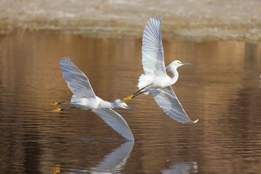 A closeup of great white egrets (Ardea alba) flying over the surface of a lake