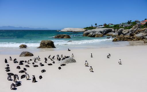 A group of penguins leisurely walking along the beach next to a rocky shoreline, surrounded by tranquil blue waters