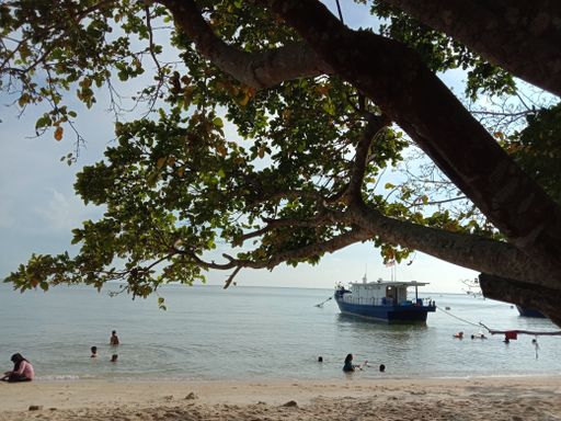 A scenic tree on the peaceful sandy seashore with a boat floating in the background
