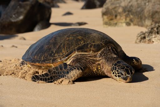 A big sea turtle on Laniakea Beach, also known as Turtle Beach, Oahu, Hawaii