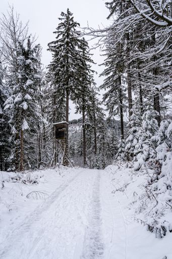 A vertical shot of a road in the Black Forest covered in trees and snow in Germany