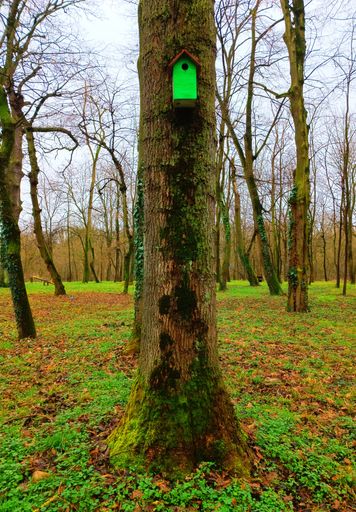 A rustic birdhouse with a green roof perched atop a tall tree in a lush forest setting