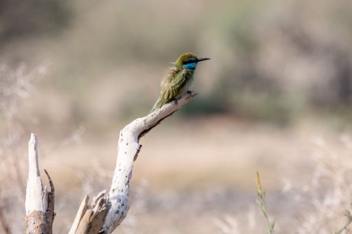 A close up of a small Asian green bee-eater perched on a  tree branch with a blurry background