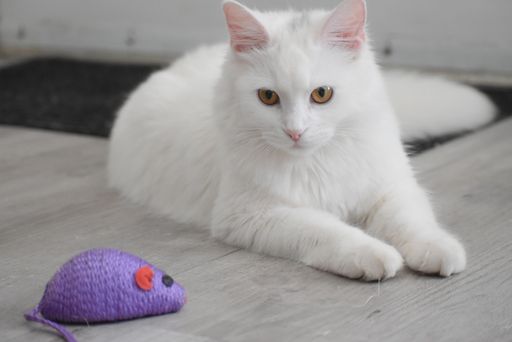 A closeup shot of a cute snow-white cat lying on the floor near the toy mouse indoors