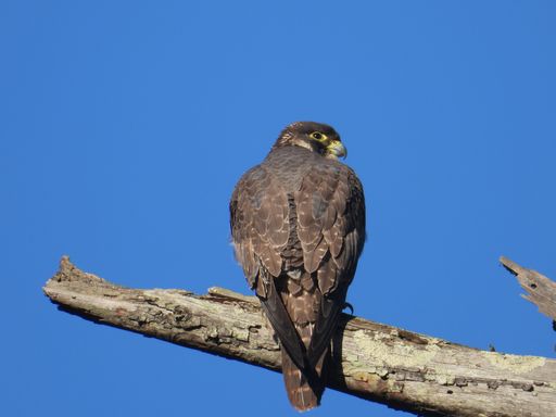 A closeup of a Peregrine falcon perched on a tree under the sunlight and a blue sky