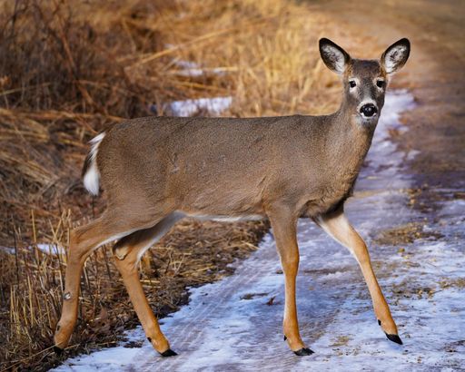 A vertical shot of a white-tailed deer standing in the forest