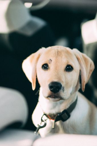 A vertical shot of a cute little Labrador Retriever on a blurry background
