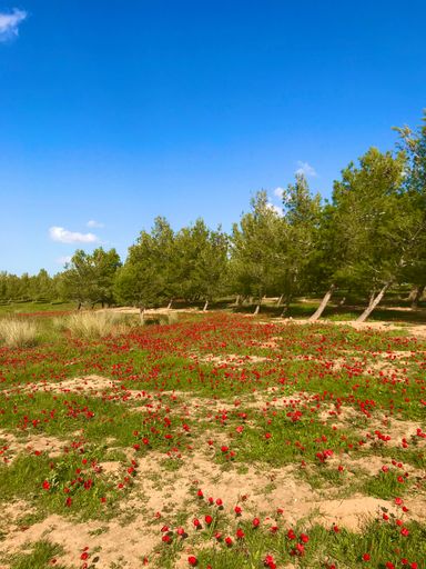 A vertical shot of a red flower field with trees in the background on a sunny day