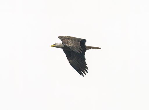 A bald eagle (Haliaeetus leucocephalus) flying against a white sky