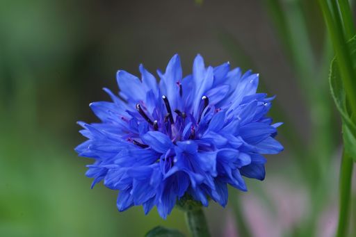 Natural closeup on a brillant blue flower of the cornflower, Centaurea cyanus in the field