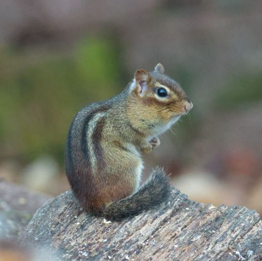 A closeup of a Eastern gray squirrel perched on a thick on a sunny day with a blurry background