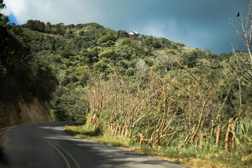 An idyllic scene of a rural asphalt road leading through a forest in the mountains of Costa Rica