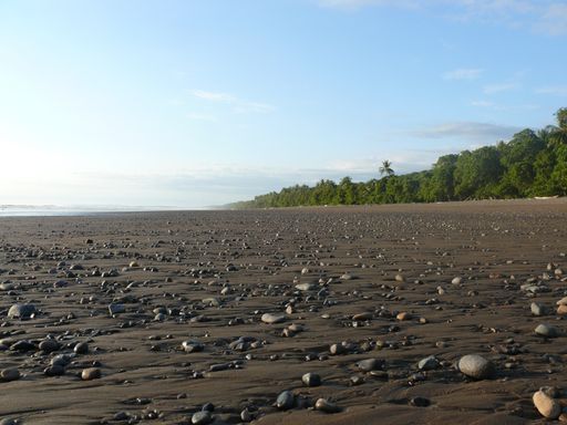 A shot of the sandy beach on the background of the tropical plants and palms under the blue sky