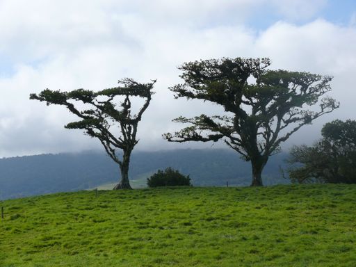 A beautiful shot of two trees in a field on the mountain on a foggy day