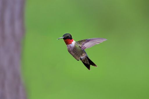 A flying ruby-throated hummingbird on blur green backgro