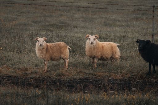 A group of domestic sheep standing in a field of lush green grass behind a metal fence with barbed wire
