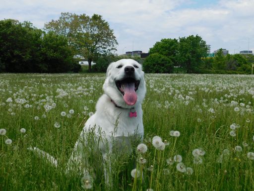 A closeup shot of an Akbash dog sitting on the grass in an open field