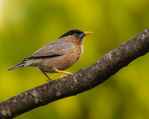 A high-resolution, close-up image of a Brahminy starling perched on a branch in its  natural habitat