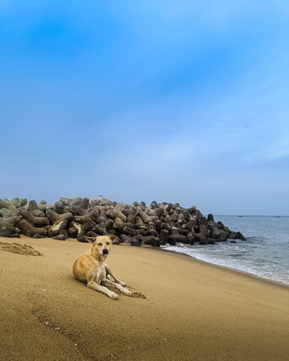 A vertical shot of a cute stray dog resting on the sandy beach with the sea in the background