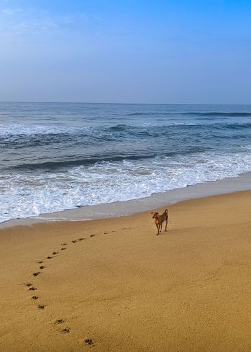 A vertical shot of a cute dog walking and leaving footsteps on the sandy shore alongside the foamy sea
