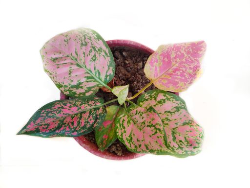 A top view of Aglaonema plants or Chinese evergreens in a pot against a white background