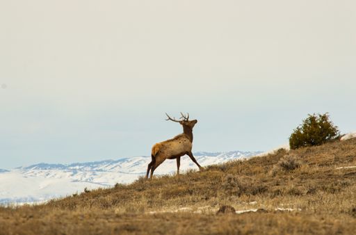 Beautiful scenery with a deer on a mountain slope