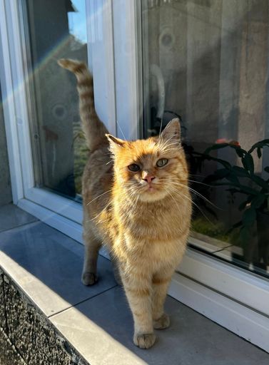 A vertical shot of a ginger cat walking outdoors during the day