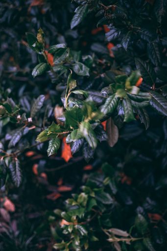 A vertical shot of dark green leaves of a plant