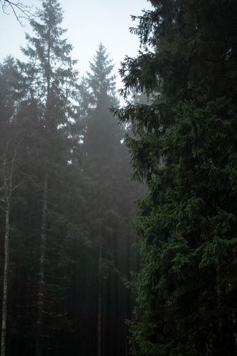 A vertical shot of a beautiful lush green pine forest in the fog