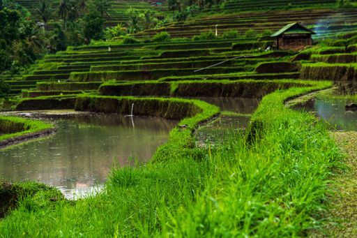 A low angle view of the jatiluwih rice terraces under sunlight in Bali in Indonesia