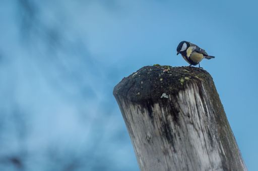 A great tit perched on a wooden post in a natural habitat